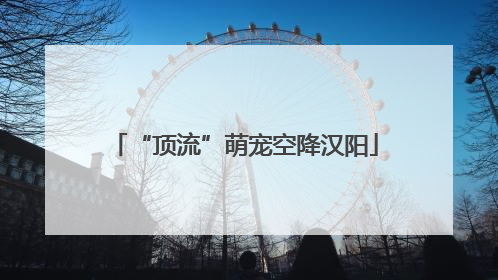 “顶流”萌宠空降汉阳