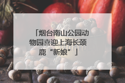 烟台南山公园动物园喜迎上海长颈鹿“新娘”