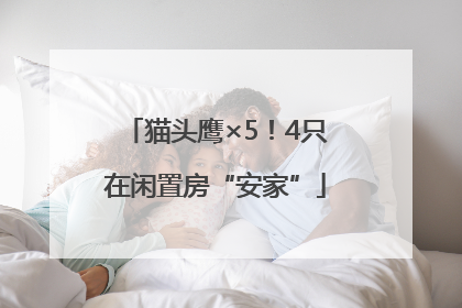 猫头鹰×5！4只在闲置房“安家”