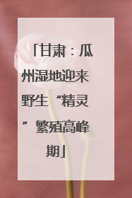 甘肃：瓜州湿地迎来野生“精灵”繁殖高峰期