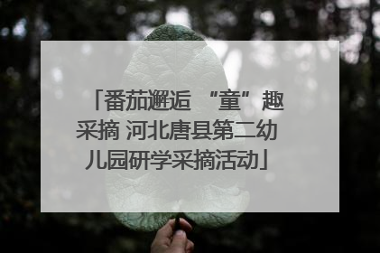 番茄邂逅 “童”趣采摘 河北唐县第二幼儿园研学采摘活动