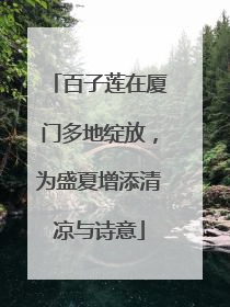 百子莲在厦门多地绽放，为盛夏增添清凉与诗意