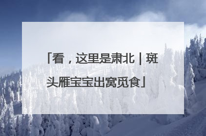 看，这里是肃北｜斑头雁宝宝出窝觅食