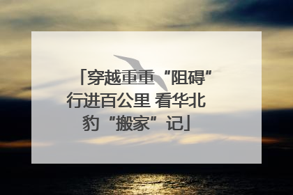 穿越重重“阻碍”行进百公里 看华北豹“搬家”记
