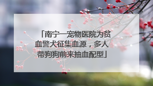 南宁一宠物医院为贫血警犬征集血源，多人带狗狗前来抽血配型