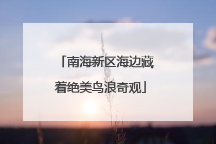 南海新区海边藏着绝美鸟浪奇观