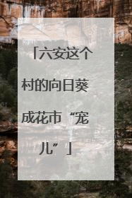六安这个村的向日葵成花市“宠儿”