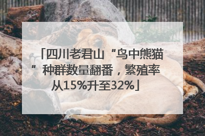 四川老君山“鸟中熊猫”种群数量翻番，繁殖率从15%升至32%
