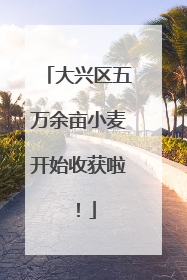 大兴区五万余亩小麦开始收获啦！