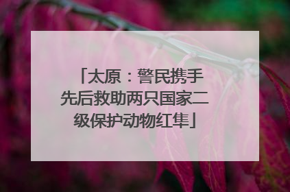 太原：警民携手 先后救助两只国家二级保护动物红隼