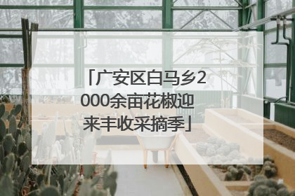 广安区白马乡2000余亩花椒迎来丰收采摘季
