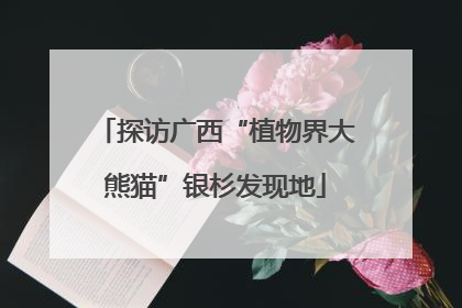 探访广西“植物界大熊猫”银杉发现地