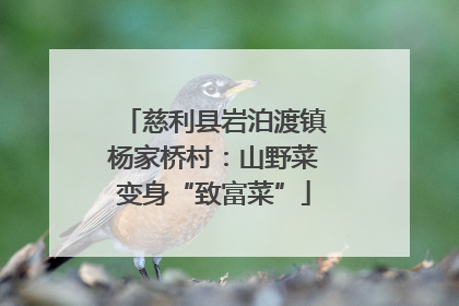 慈利县岩泊渡镇杨家桥村：山野菜变身“致富菜”