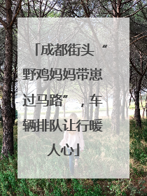 成都街头“野鸡妈妈带崽过马路”，车辆排队让行暖人心