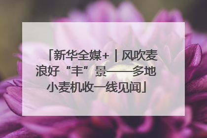 新华全媒+｜风吹麦浪好“丰”景——多地小麦机收一线见闻