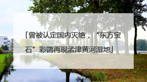 曾被认定国内灭绝，“东方宝石”彩鹮再现孟津黄河湿地