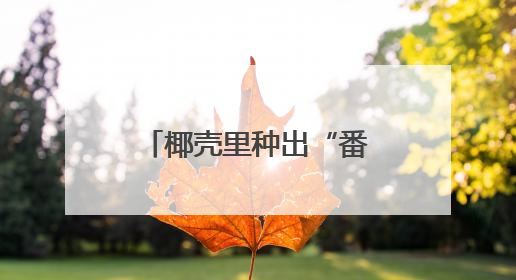 椰壳里种出“番茄森林”！当番茄“渴了”“饿了”还能精准投喂→