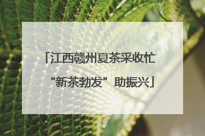 江西赣州夏茶采收忙 “新茶勃发”助振兴