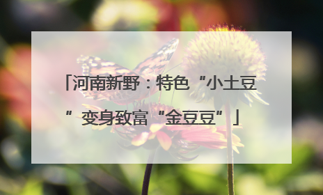 河南新野：特色“小土豆”变身致富“金豆豆”