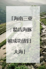 海南三亚：糙齿海豚被成功放归大海