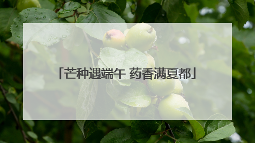 芒种遇端午 药香满夏都