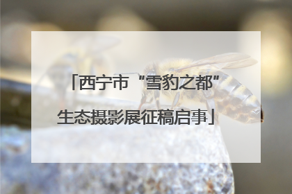 西宁市“雪豹之都”生态摄影展征稿启事