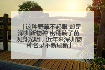 这种野草不起眼 却是深圳新物种 密穗砖子苗现身光明，近年来深圳物种名录不断刷新