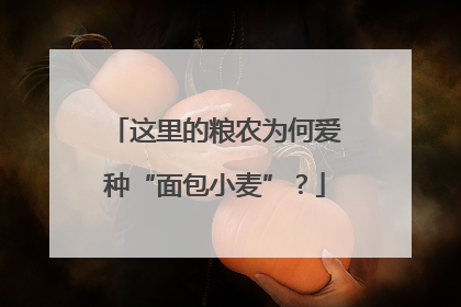 这里的粮农为何爱种“面包小麦”？