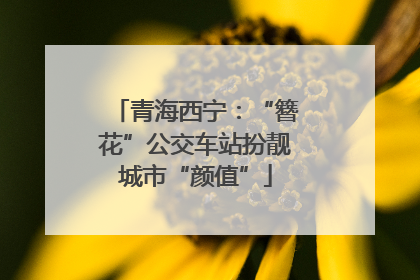 青海西宁：“簪花”公交车站扮靓城市“颜值”
