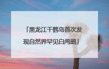 黑龙江千鹤岛首次发现自然界罕见白鸬鹚