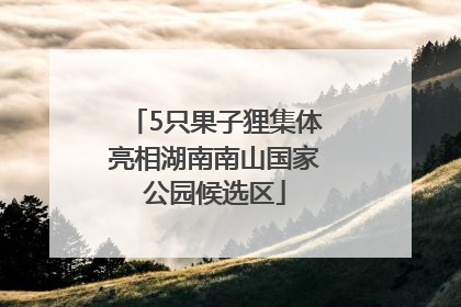 5只果子狸集体亮相湖南南山国家公园候选区